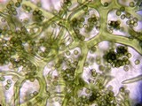 Calbovista subsculpta image