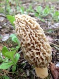 Morchella americana image