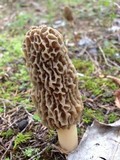 Morchella americana image