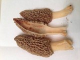 Morchella americana image