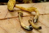 Gymnopilus lepidotus image