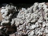 Xanthoparmelia plittii image