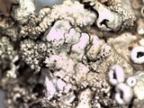 Xanthoparmelia plittii image