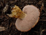 Austroboletus lacunosus image