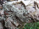 Xanthoparmelia novomexicana image