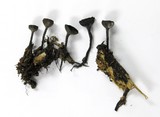 Plectania nannfeldtii image