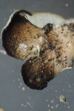 Xanthoparmelia novomexicana image