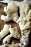 Xanthoparmelia novomexicana image