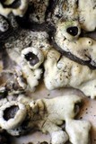 Xanthoparmelia novomexicana image