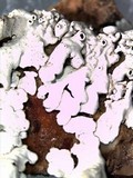 Xanthoparmelia novomexicana image