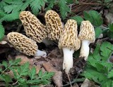 Morchella americana image