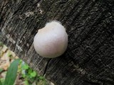 Reticularia lycoperdon image