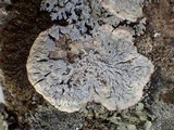 Pertusaria lactea image