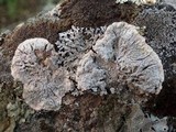 Pertusaria lactea image