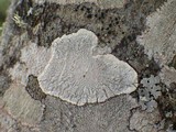 Pertusaria lactea image