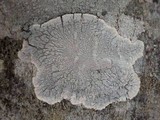 Pertusaria lactea image