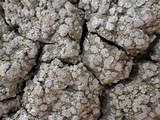 Pertusaria albescens var. albescens image
