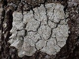 Pertusaria albescens var. albescens image