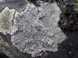 Pertusaria pseudocorallina image