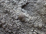 Pertusaria pseudocorallina image