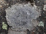 Lecidea fuscoatra image