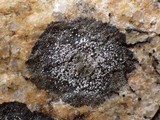 Rinodina aspersa image