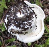 Hygrophorus subalpinus image