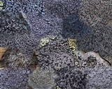 Miriquidica deusta image