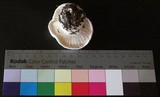 Hygrophorus subalpinus image