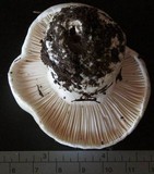 Hygrophorus subalpinus image