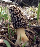 Morchella americana image