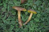 Image of Pulveroboletus innixus