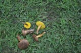 Pulveroboletus innixus image