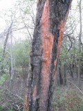 Fusicolla merismoides image