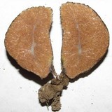 Gautieria monticola image
