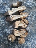 Morchella populiphila image