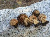 Morchella populiphila image