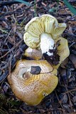 Floccularia albolanaripes image
