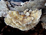 Trametes ochracea image