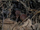 Peziza violacea image