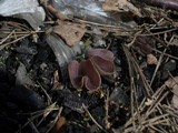 Peziza violacea image