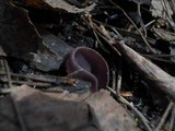 Peziza violacea image