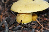 Floccularia luteovirens image