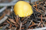 Floccularia luteovirens image