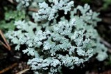 Stereocaulon tomentosum image