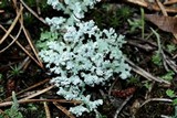 Stereocaulon tomentosum image