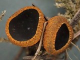 Plectania melastoma image