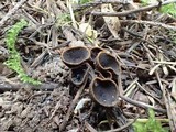 Plectania melastoma image