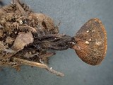 Plectania melastoma image