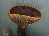 Plectania melastoma image